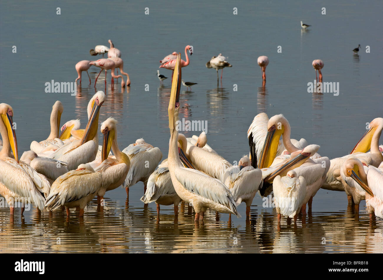Große weiße Pelikane (Pelecanus Onocrotalus) im Wasser stehend Stockfoto