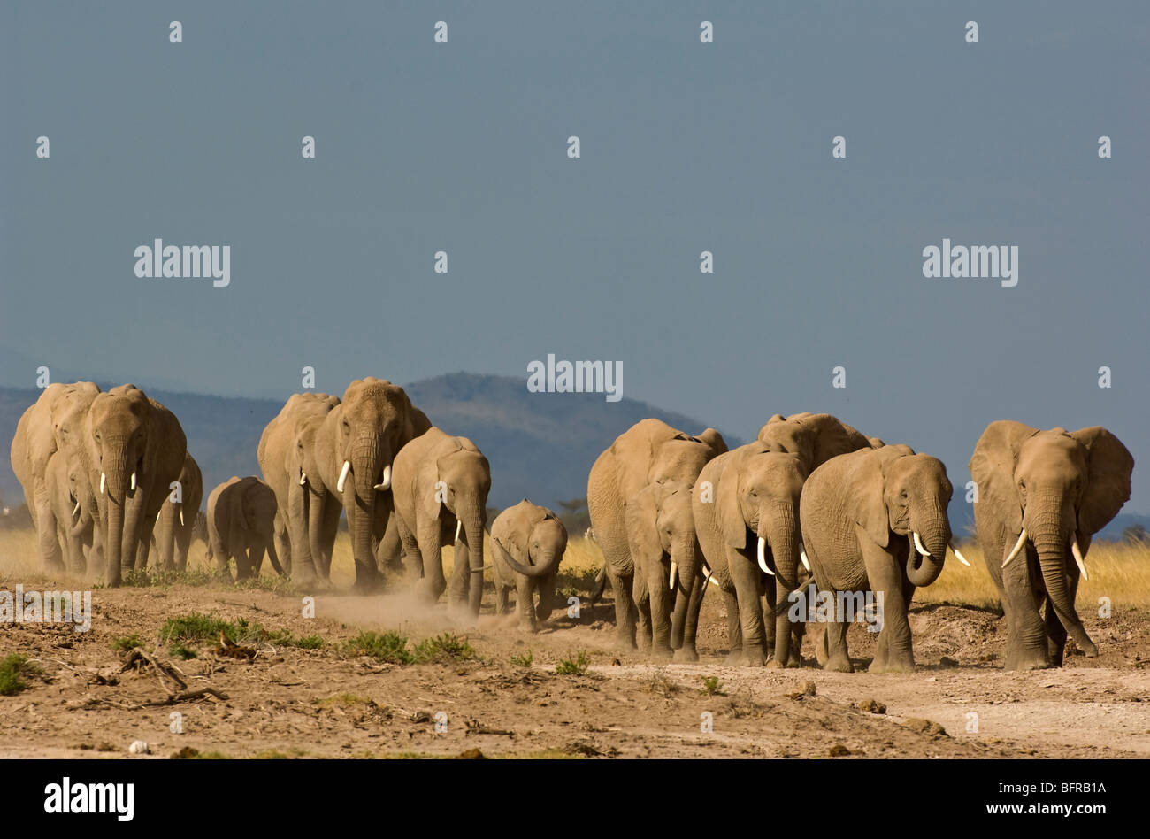 Elefantenherde zu Fuß in Richtung Kamera Stockfoto