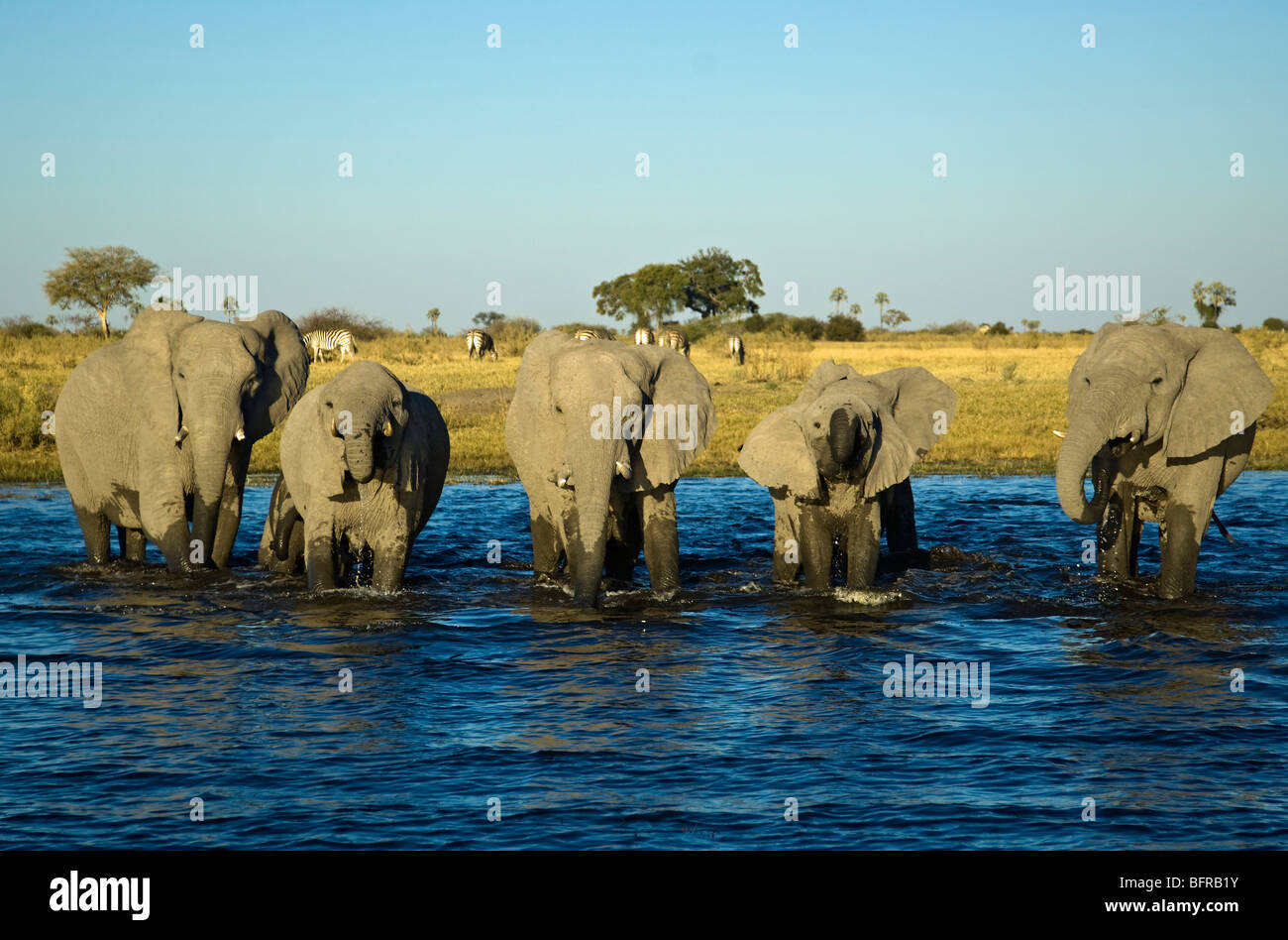 Afrikanische Elefanten (Loxodonta Africana) trinken und im Wasser stehend Stockfoto