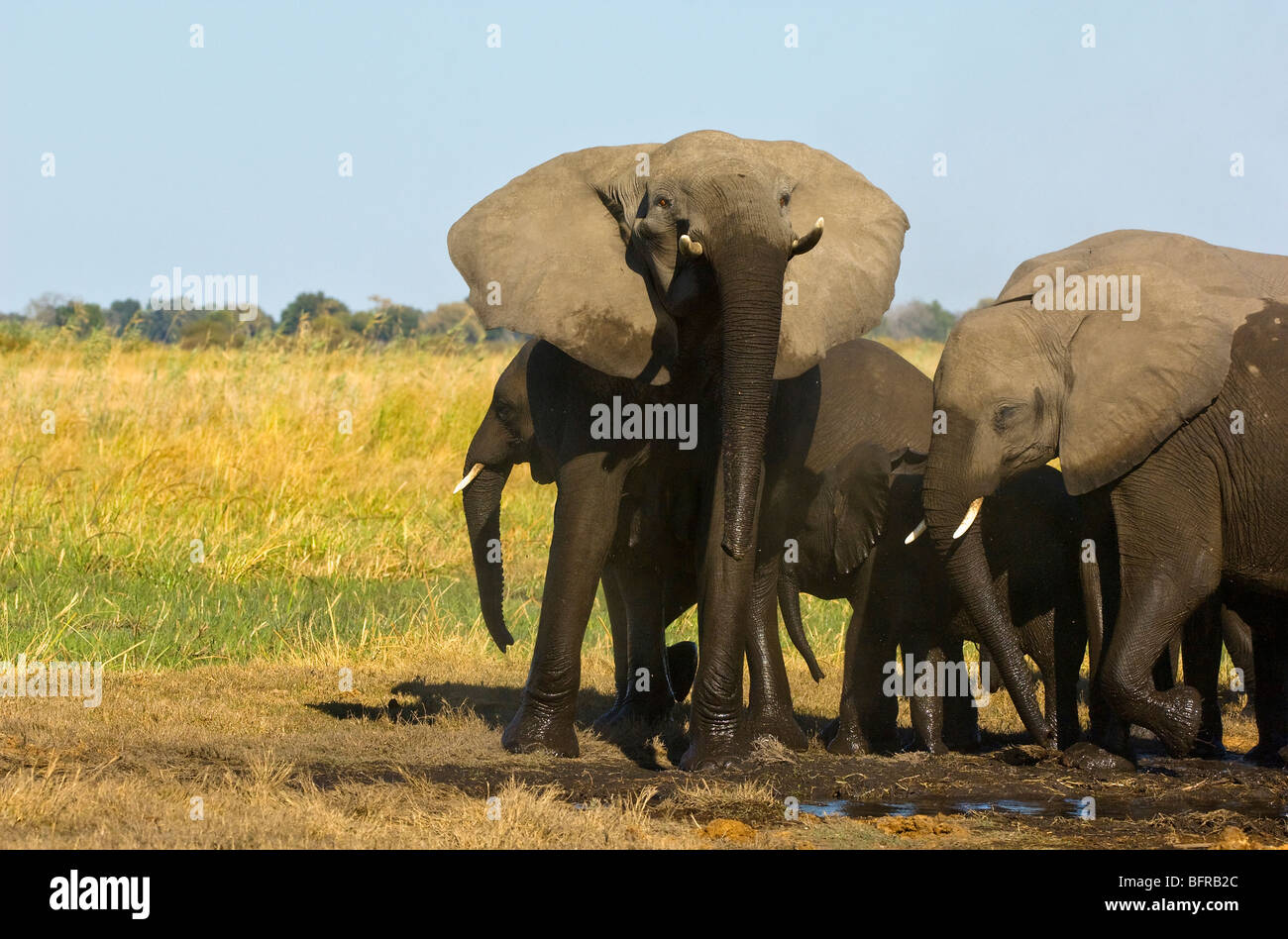 Eine Elefant Kuh hebt den Kopf und eine Bedrohung Haltung Stockfoto