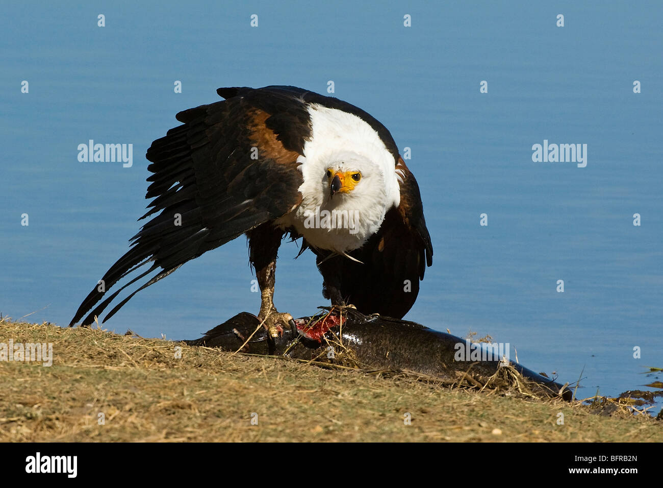 Fish eagle Feeds auf einen Wels, die es im Linyanti Fluss gefangen hat Stockfoto