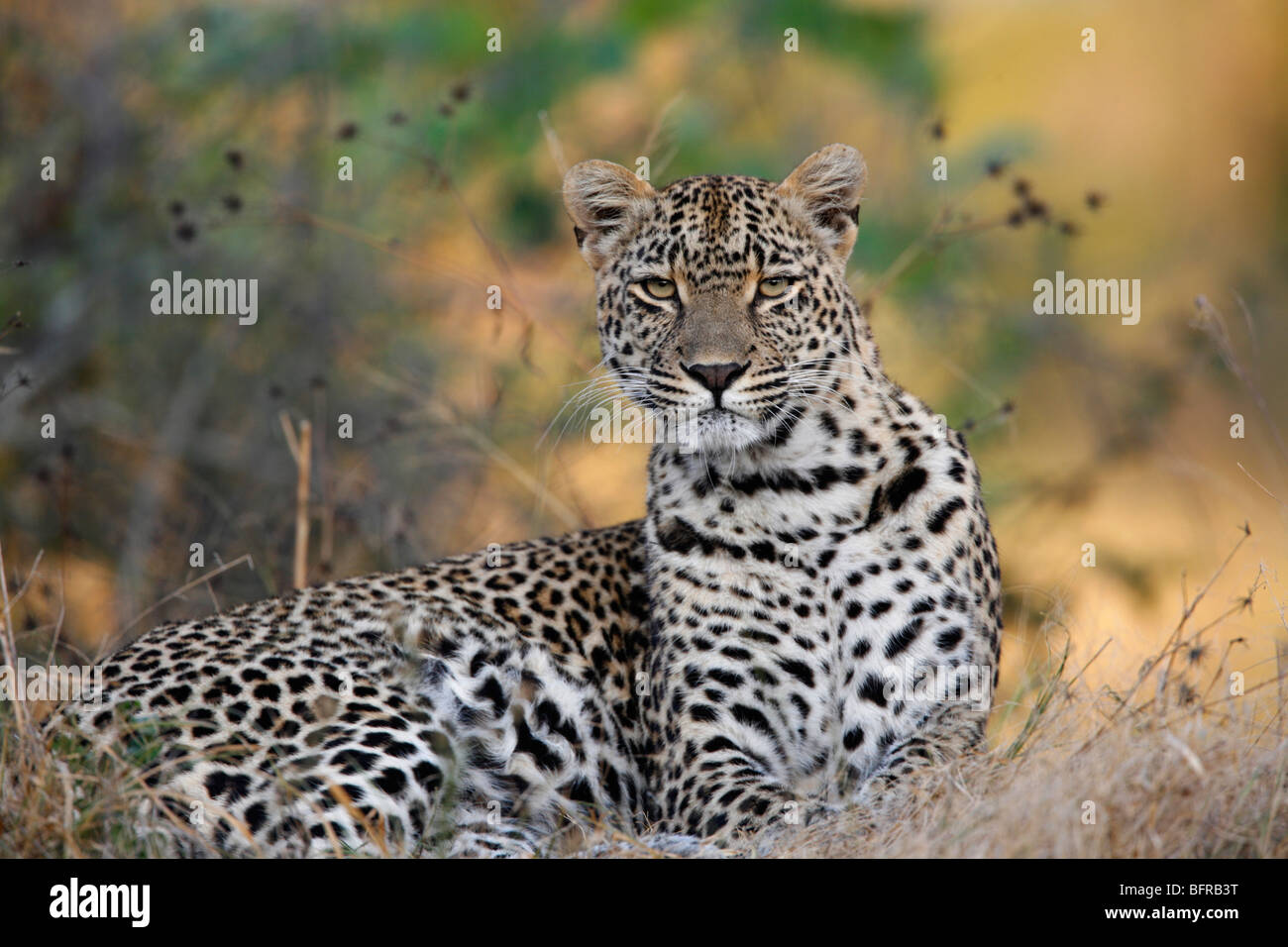 Leopard ruhenden aussehende Warnung Stockfoto