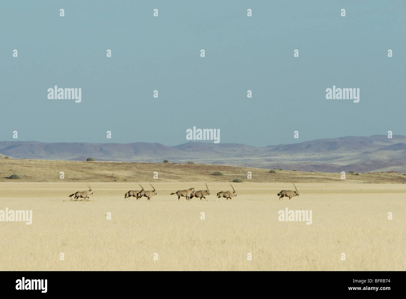 Oryx (Oryx) ausgeführt Stockfoto