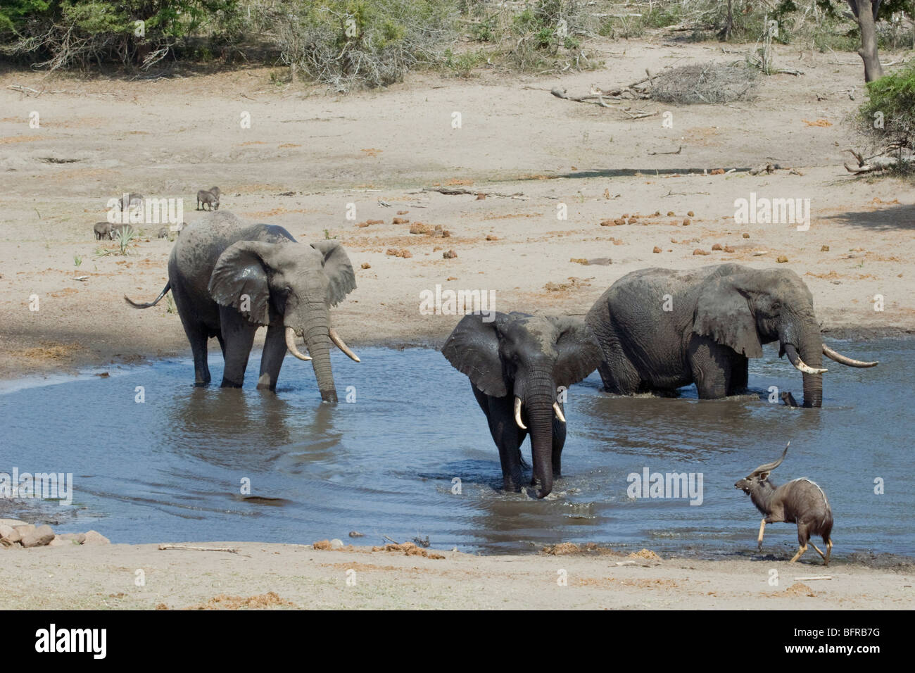 Elefanten schwelgen in Wasserloch Stockfoto