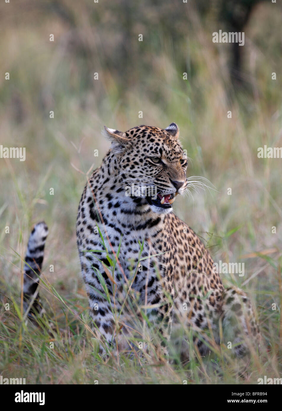Weibliche Leoparden Knurren mit Schweif streichen Stockfoto