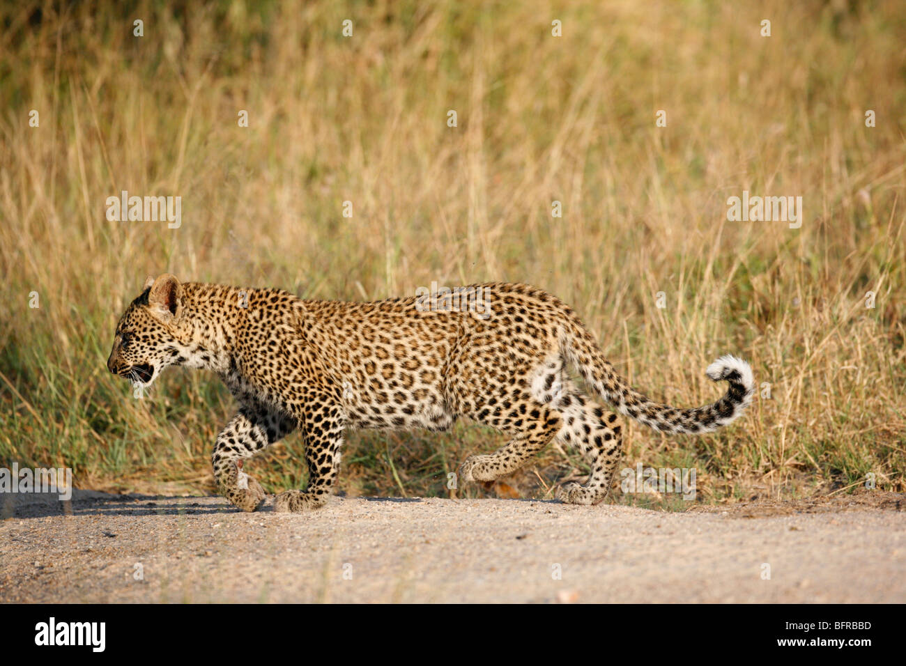 Seitenansicht von einem Leopard Cub unterwegs Stockfoto