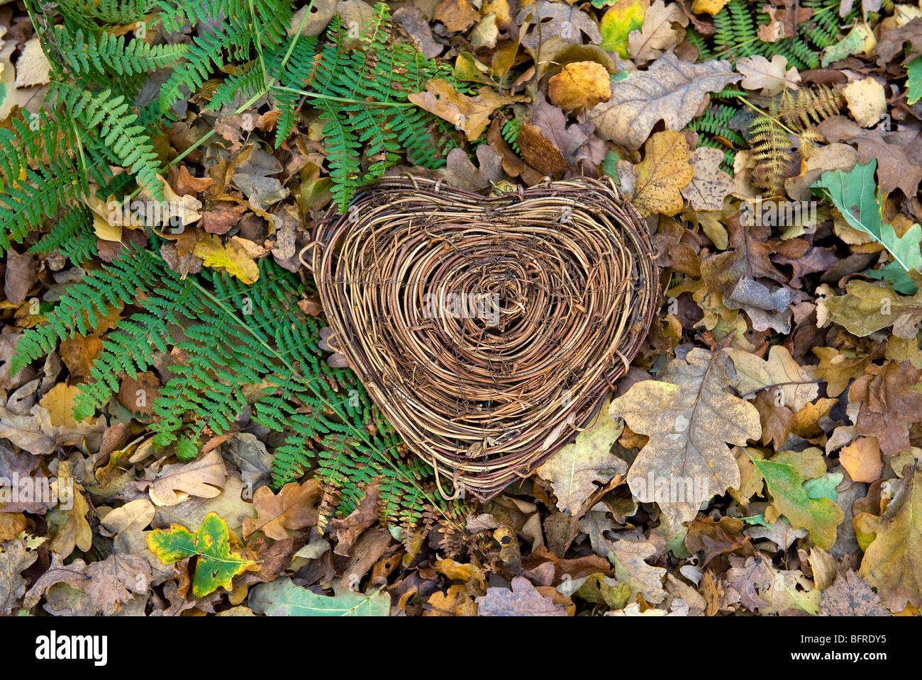 Ich liebe Naturherz mit Herbstblättern Stockfoto