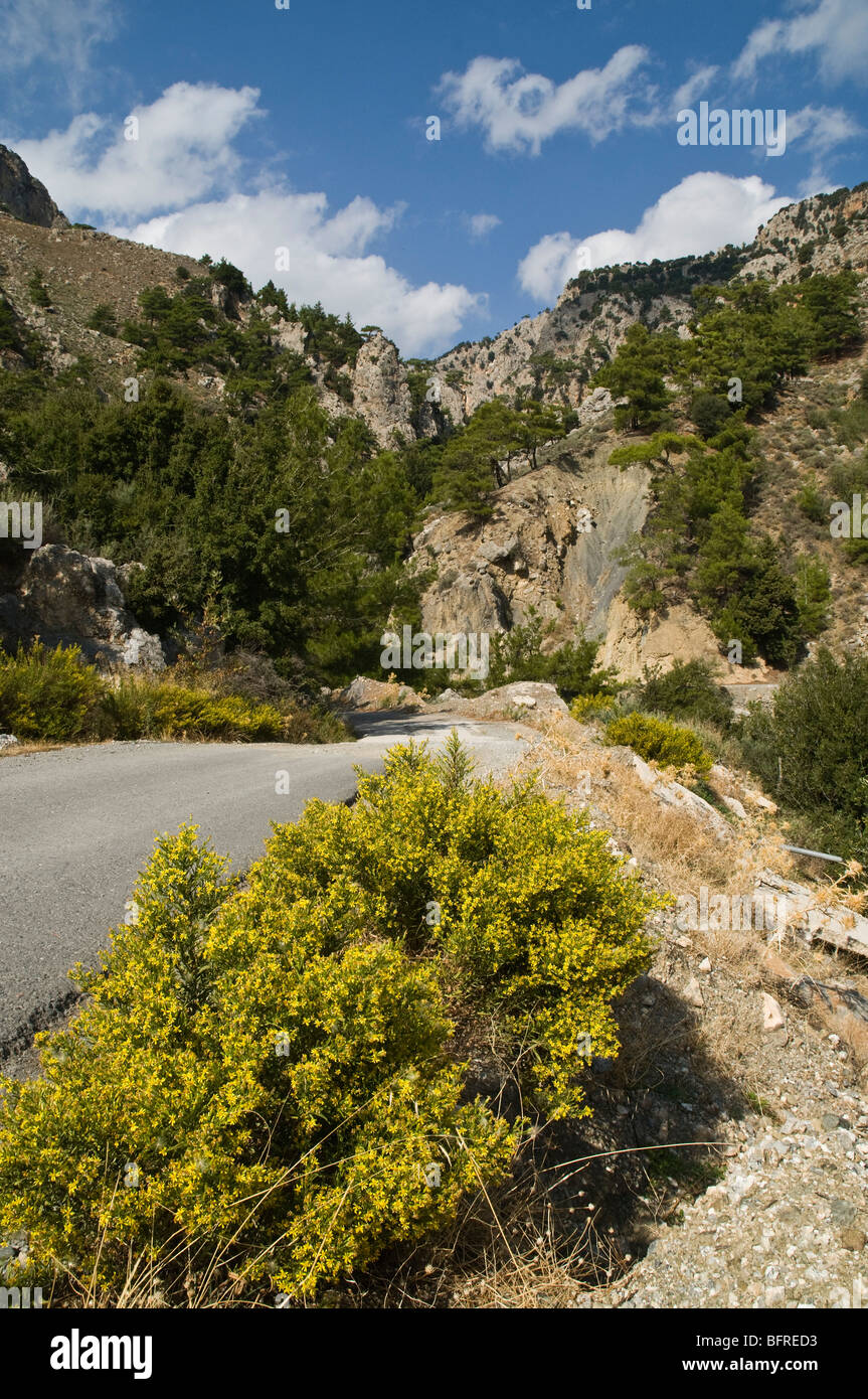 dh Metaxochori Bereich IERAPETRA Griechenland Kreta gelb blühenden Busch kretischen Bergstraße Stockfoto