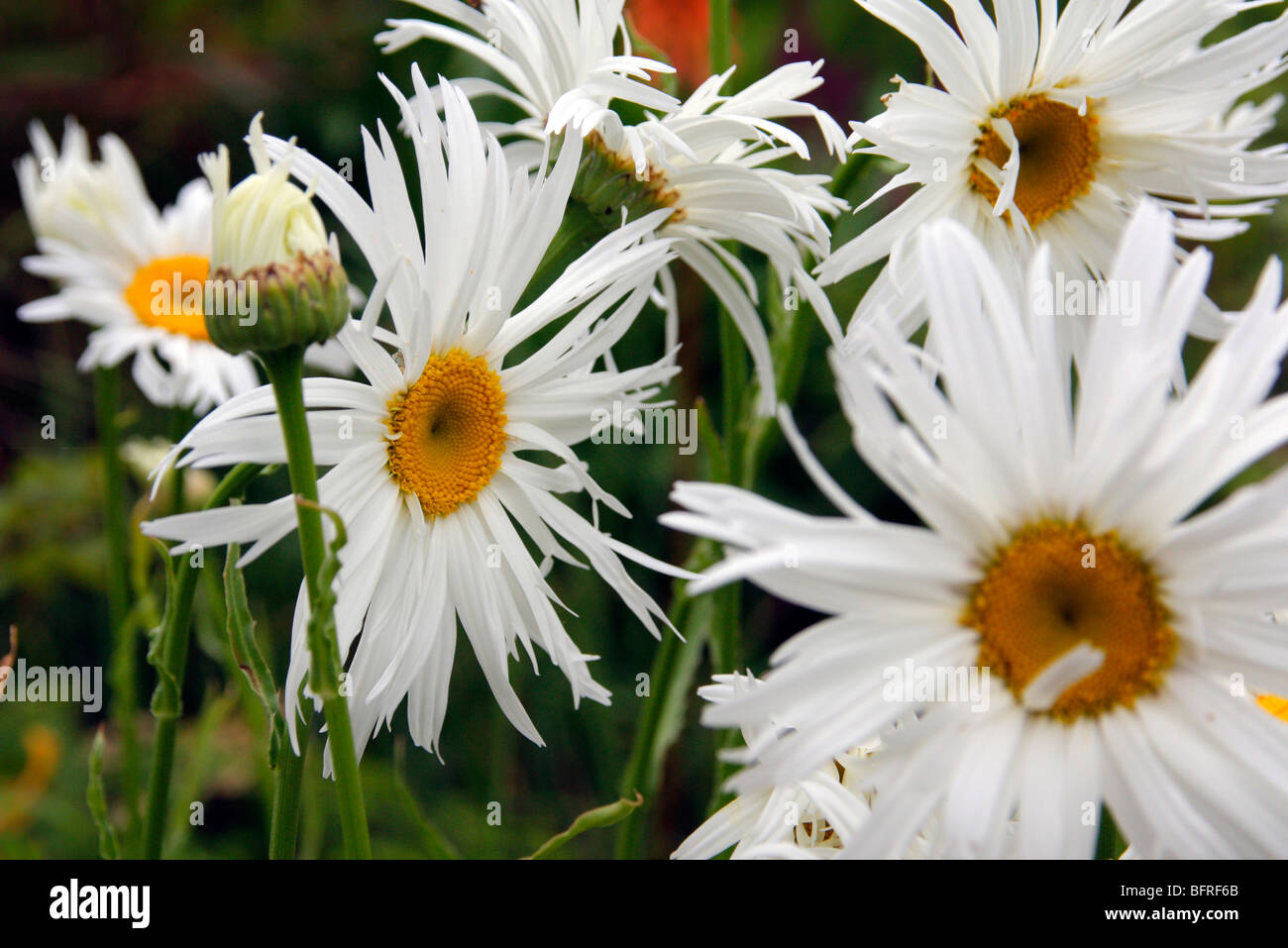 Leucanthemum X superba "Duchess of Abercorn" Stockfoto