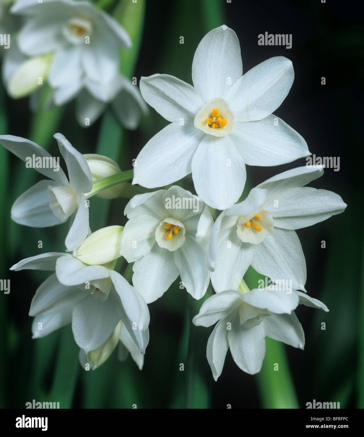 Narzisse Narcissus "Papierweiß" Blumen Stockfoto