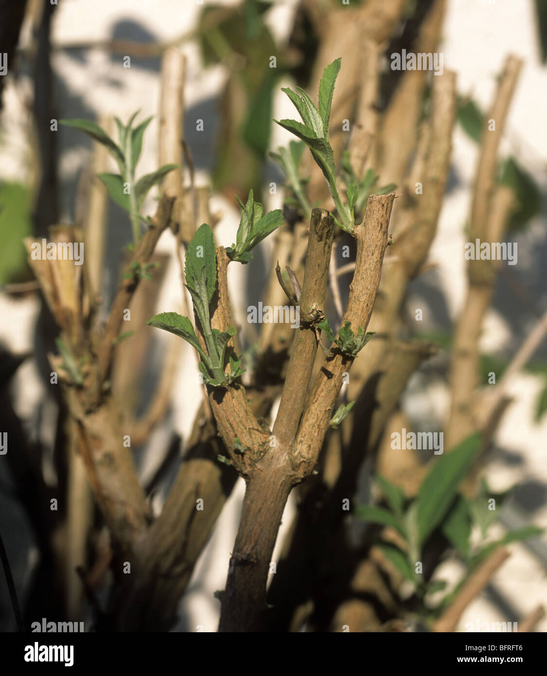 Schmetterlingsstrauch (Sommerflieder Davidii) schießt bilden nach dem schweren Beschneiden nach Blumen Stockfoto