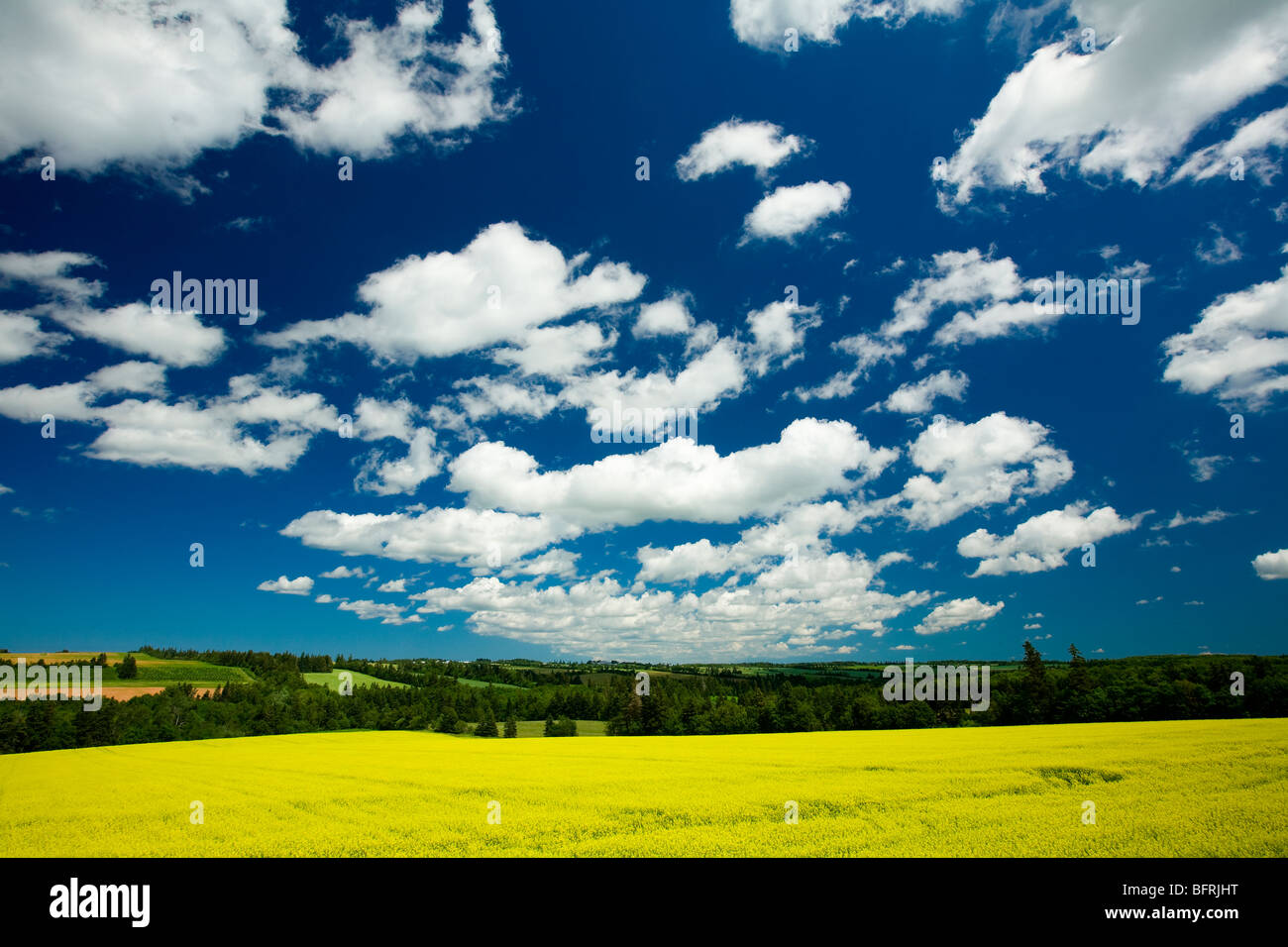 Raps Feld, Brookfield, Prince Edward Island, Canada Stockfoto