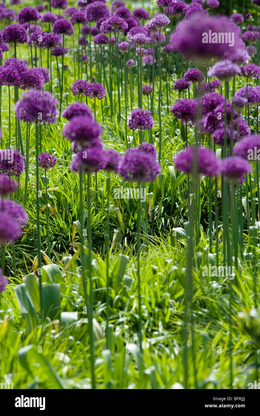 ALLIUM HOLLANDICUM PURPLE SENSATION Stockfoto