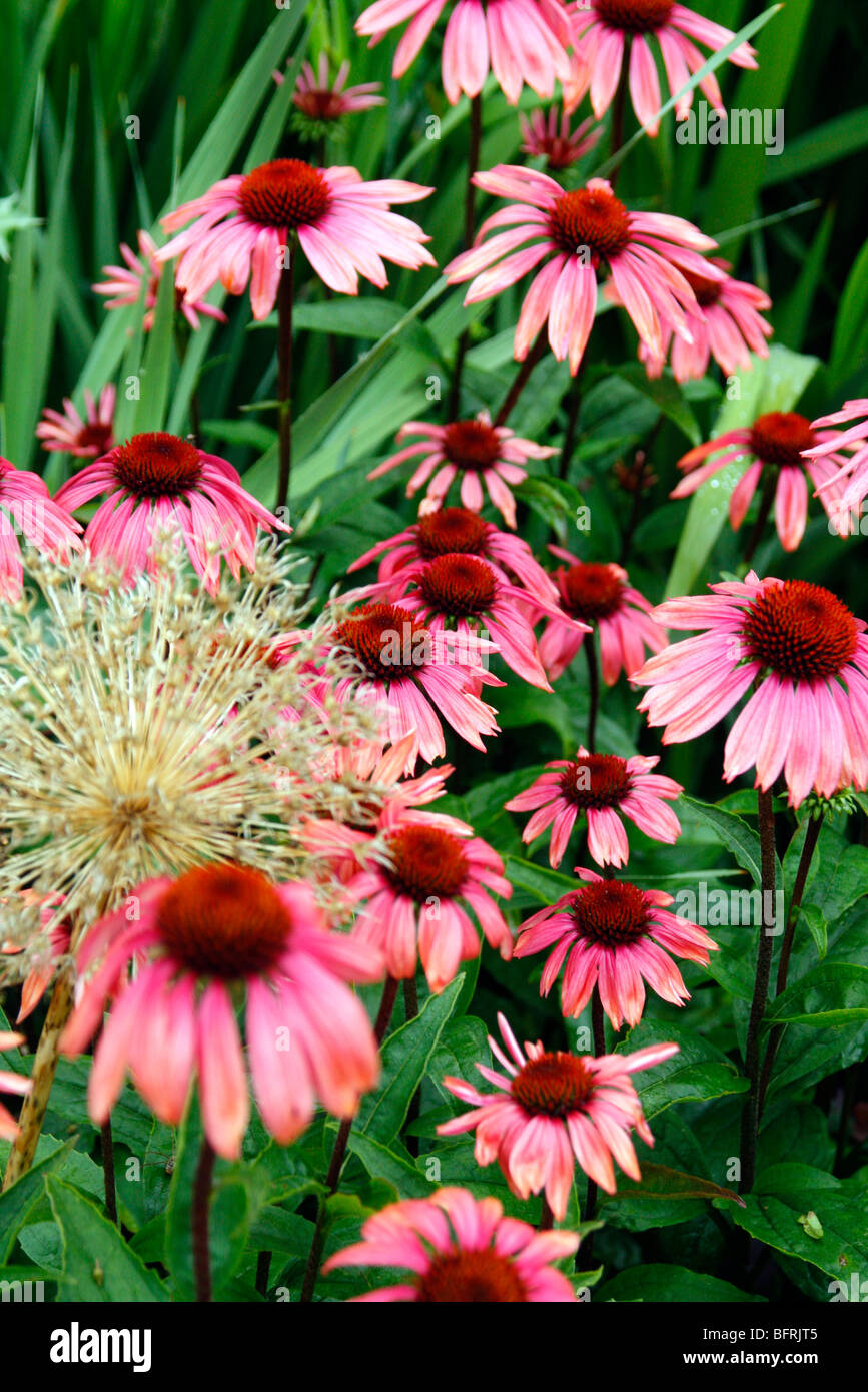 Echinacea "Sommerhimmel" Sonne 'Katie Saul' E Stockfoto