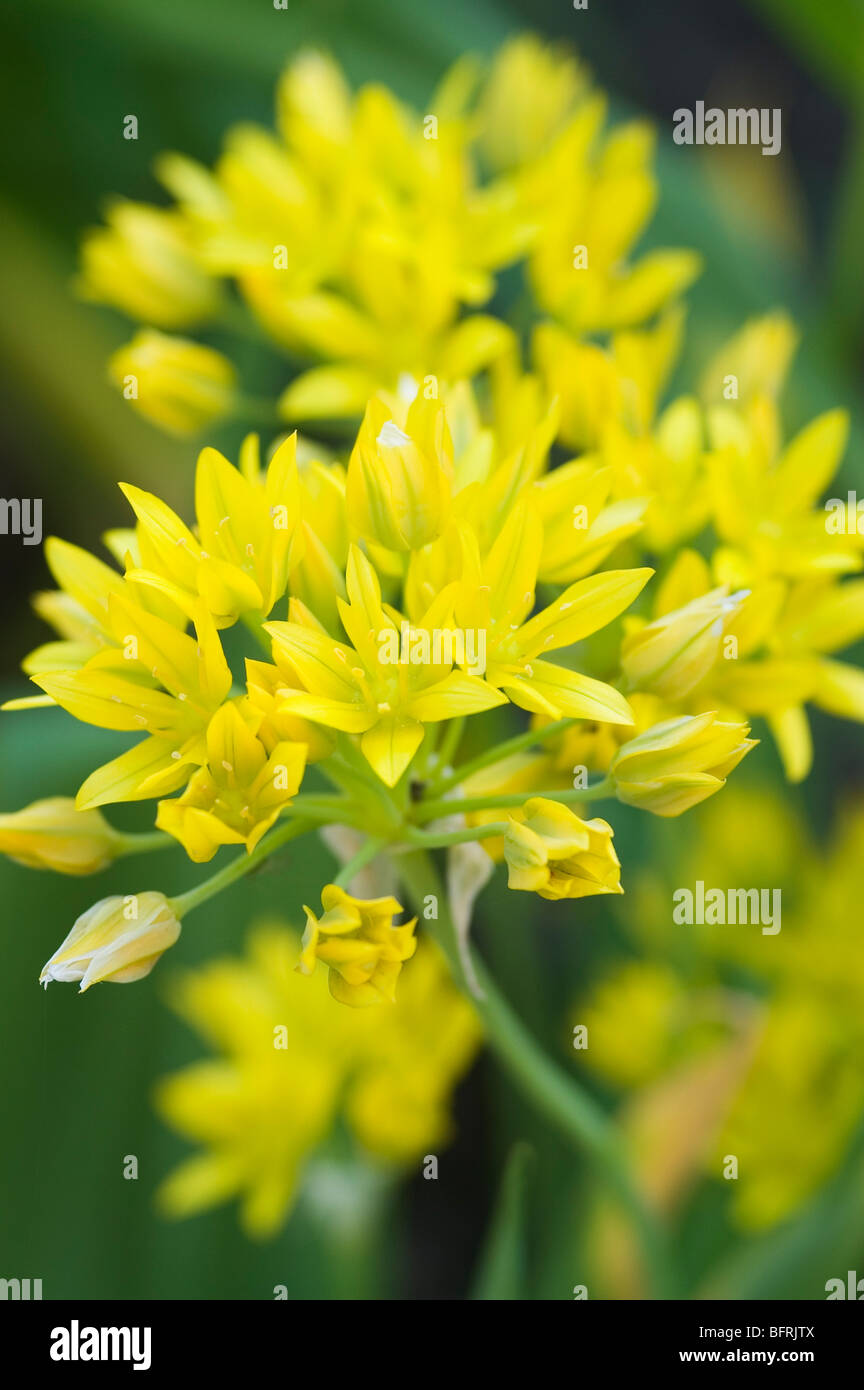 ALLIUM MOLY Stockfoto