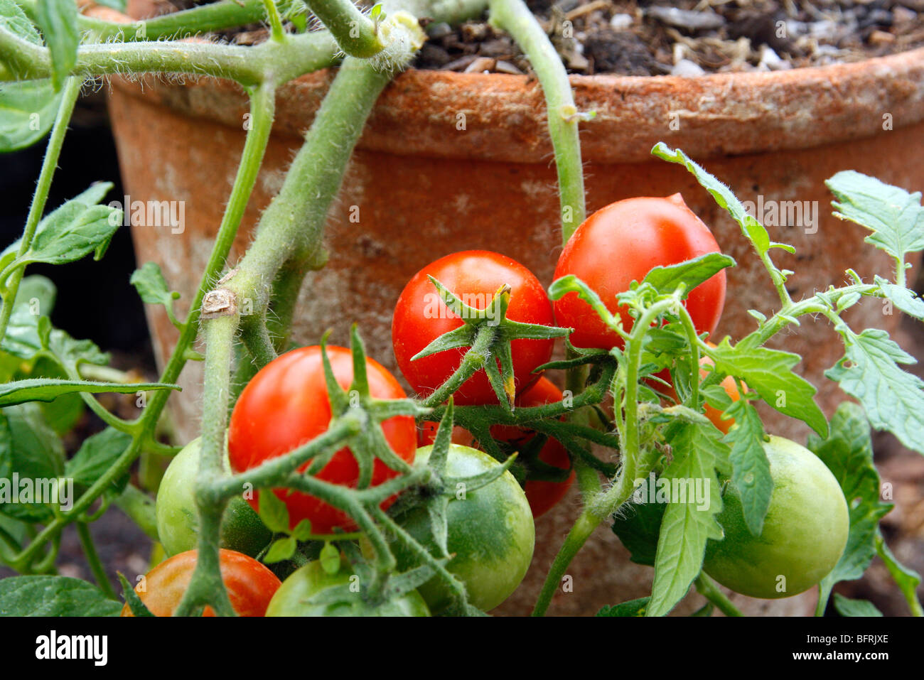 Tumbling Tomaten Sorte "Tornado" in einem Terrakotta-Topf wachsen. Stockfoto