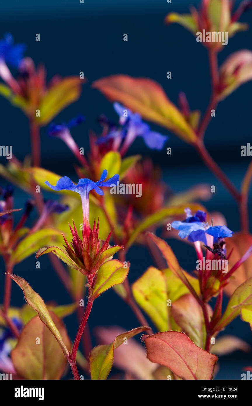 Ceratostigma Plumbaginoides in Blüte Stockfoto