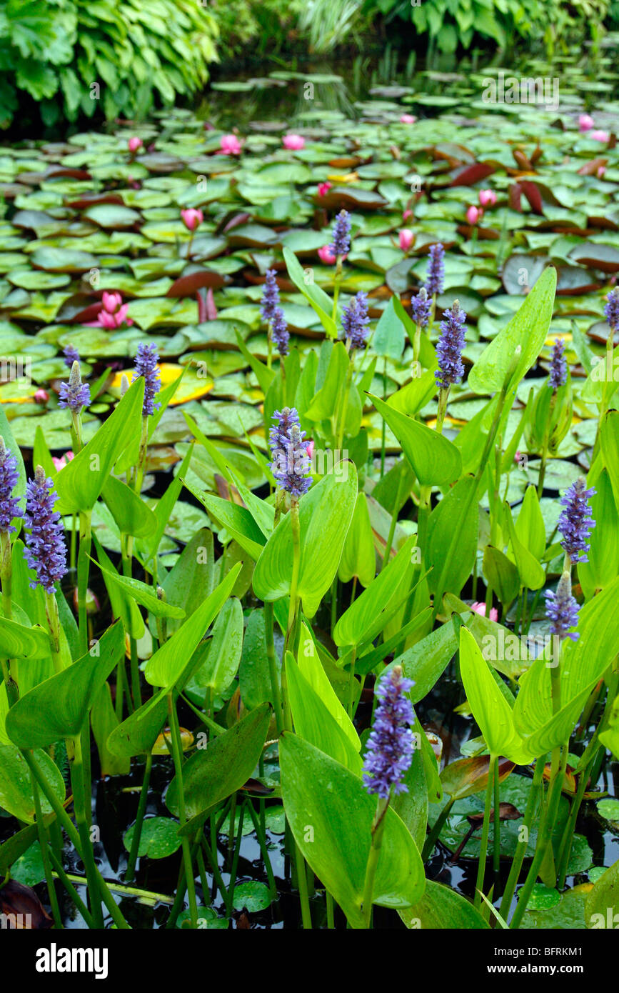 Pontederia cordata Stockfoto