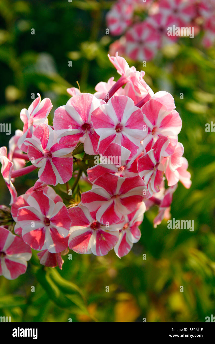 Phlox Paniculata "Peppermint Twist" Stockfoto