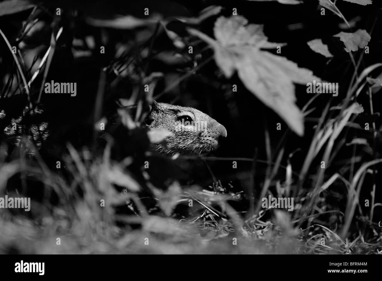 Kolumbianische Grundeichhörnchen (Spermophilus Columbianus) in Glacier Nationalpark Stockfoto