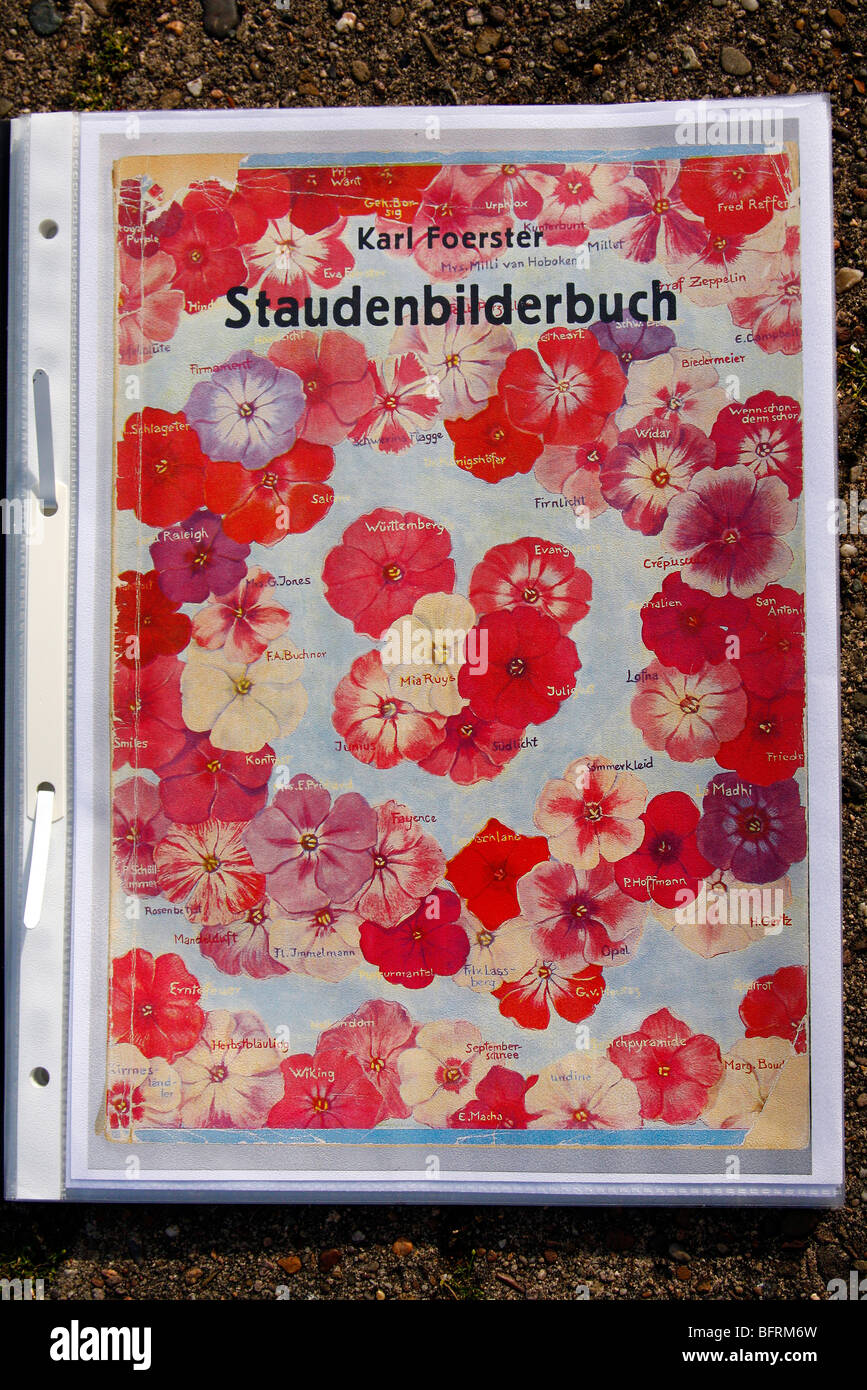 Karl Foerster Kindergarten Katalog der späten 1920er Jahre Showng Phlox inc alte Sorte 'Schwerins Flagge"ähnlich"Peppermint Twist" Stockfoto