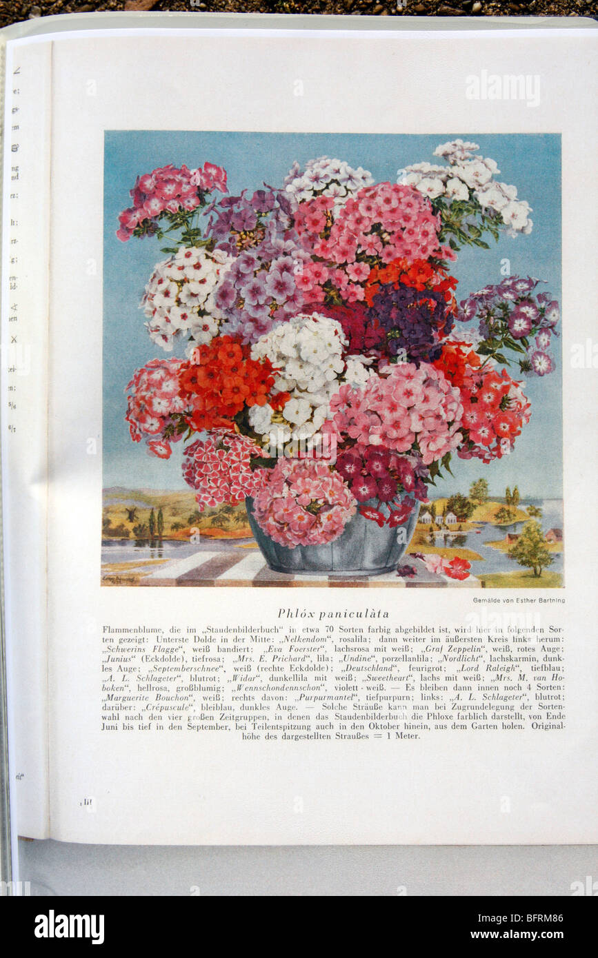 Karl Foerster Kindergarten Katalog der späten 1920er Jahre Showng Phlox inc alte Sorte 'Schwerins Flagge"ähnlich"Peppermint Twist" Stockfoto