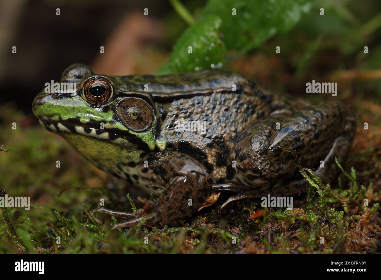 Grüner Frosch (Rana Clamitans) - männlich - NewYork - USA Stockfoto