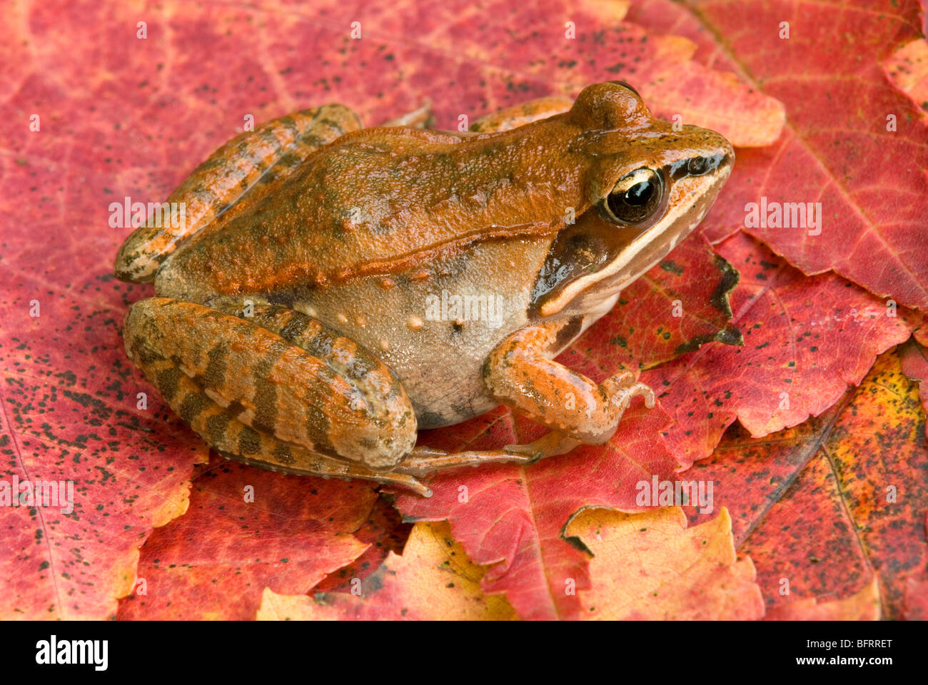 Holz Frog Rana sylvatica auf rote Ahornblätter E USA von Skip Moody/Dembinsky Foto Assoc Stockfoto