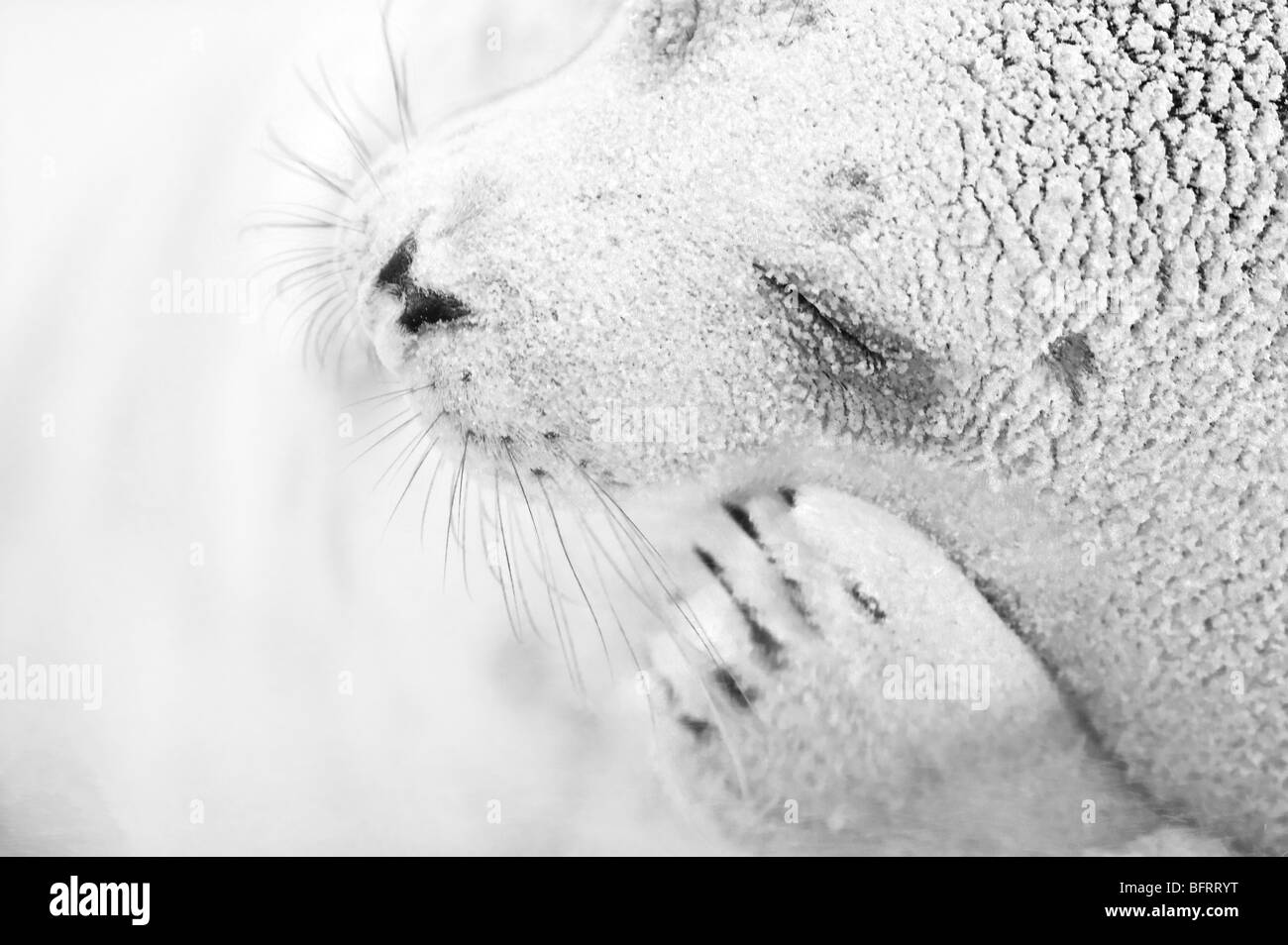 Grey Seal (Halichoerus Grypus) bei Donna Nook Stockfoto