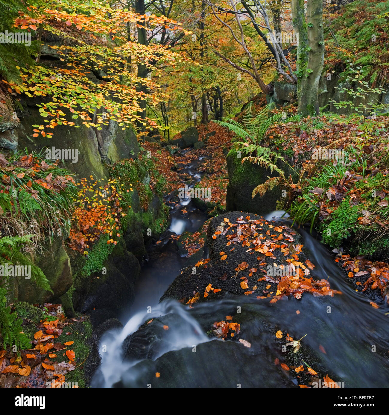 Gefallenen Autumn Leaves und Wasserfall in Waldlandschaft am Hardcastle Klippen, Cragvale in der Nähe von Heptonstall, West Yorkshire UK Stockfoto