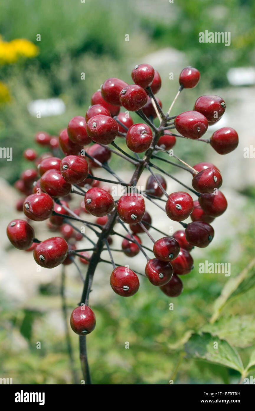 Baneberry Pflanze mit roten Beeren, Parco Nazionale Gran Paradiso, Giardino Botanico Alpino Paradisia, Cogne, Aostatal, Italien Stockfoto