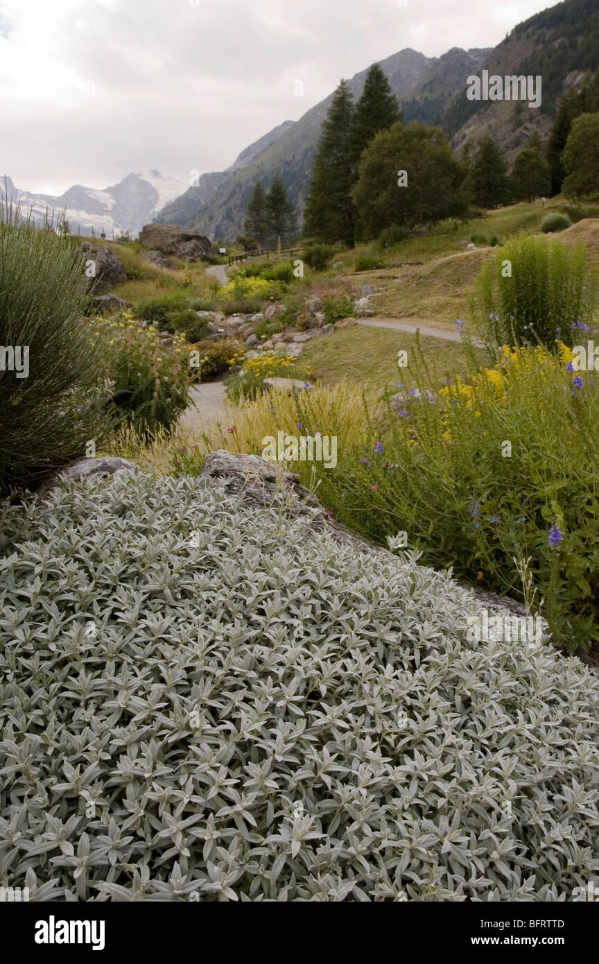 filziges Hornkraut Parco Nazionale Gran Paradiso, Giardino Botanico Alpino Paradisia, Cogne, Aostatal, Italien Stockfoto