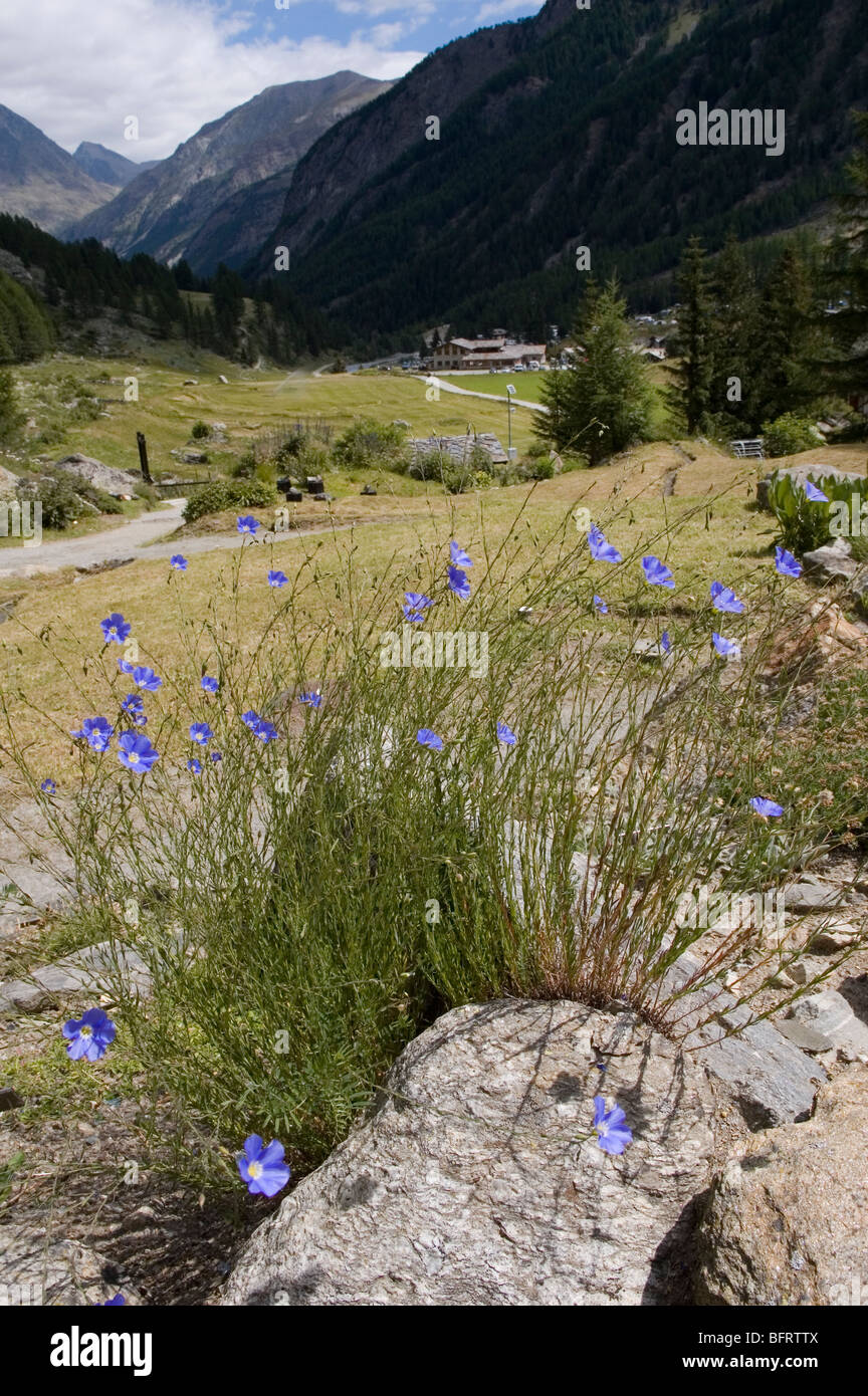 Linum Austriacum, Parco Nazionale Gran Paradiso, Giardino Botanico Alpino Paradisia, Cogne, Aostatal, Italien Stockfoto