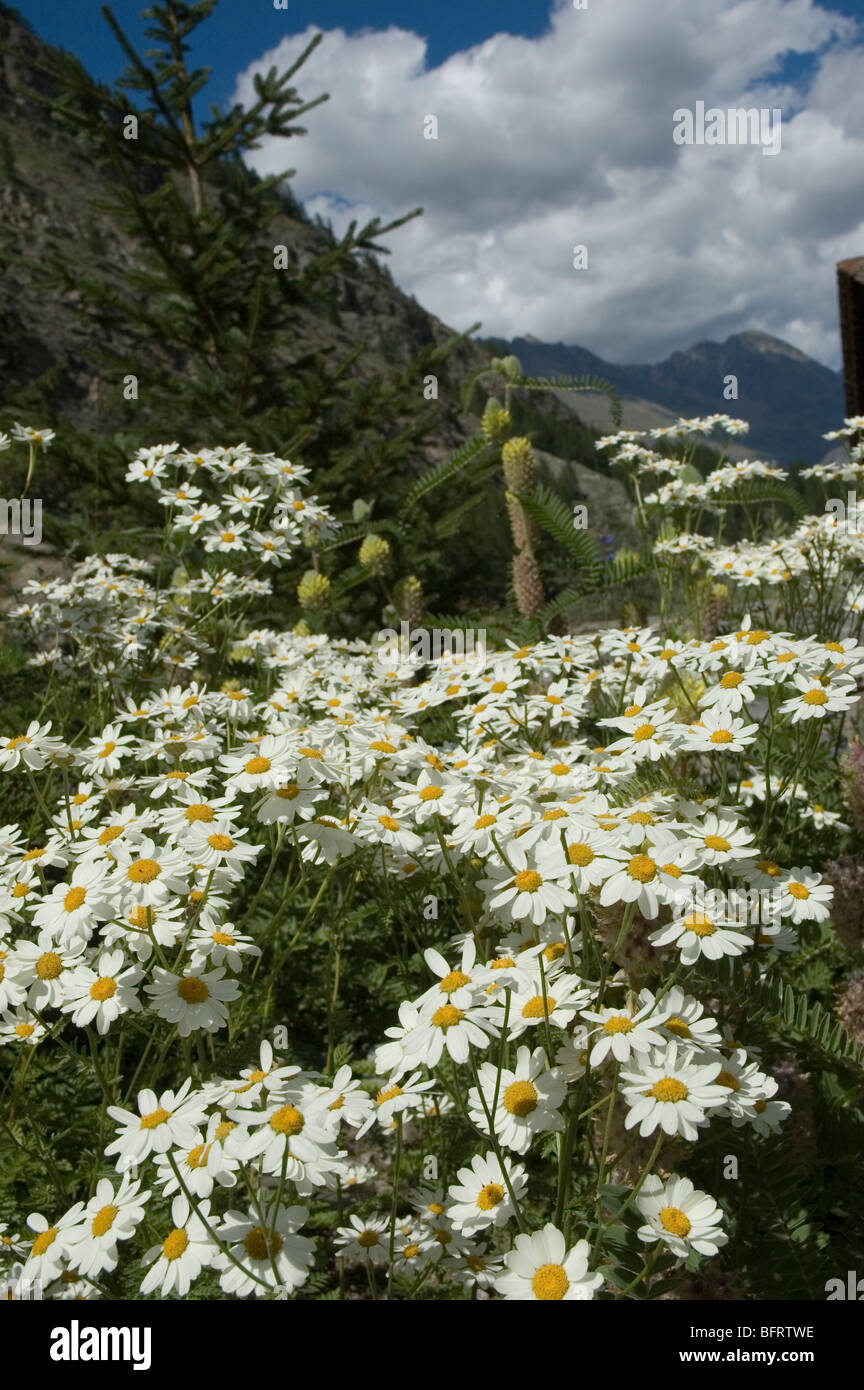 Tanacetum Corymbosum Blumen am Parco Nazionale Gran Paradiso, Giardino Botanico Alpino Paradisia, Cogne, Aostatal, Italien Stockfoto