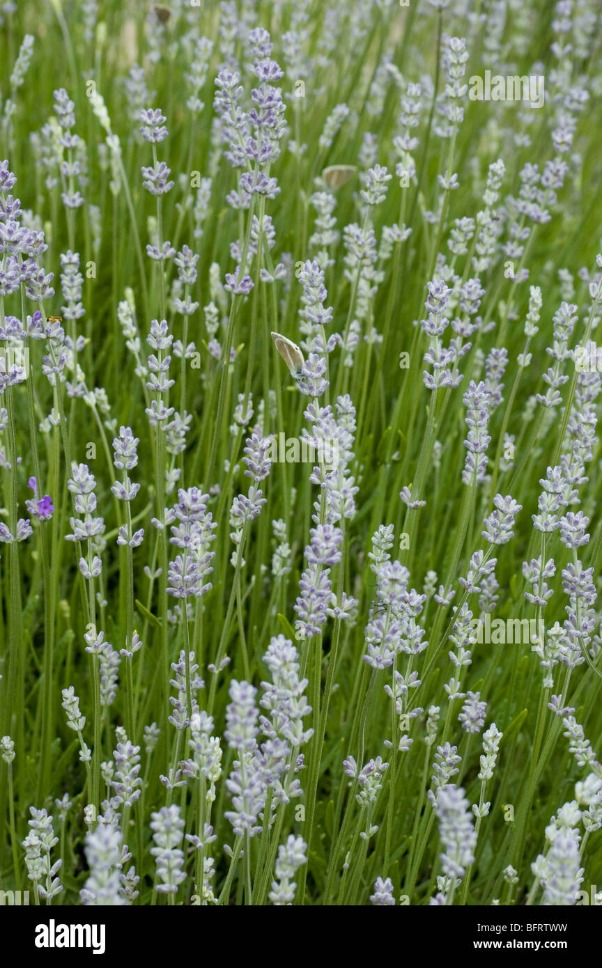 Lavendel und Schmetterling im Parco Nazionale Gran Paradiso, Giardino Botanico Alpino Paradisia, Cogne, Aostatal, Italien Stockfoto