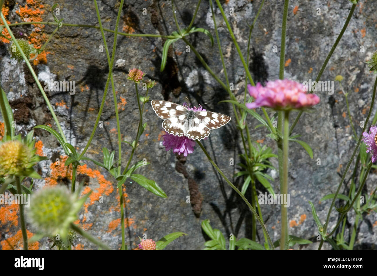 Schmetterling, Blumen in der Nähe von einem Felsen im Parco Nazionale Gran Paradiso, Giardino Botanico Alpino Paradisia, Cogne, Aostatal, Italien Stockfoto