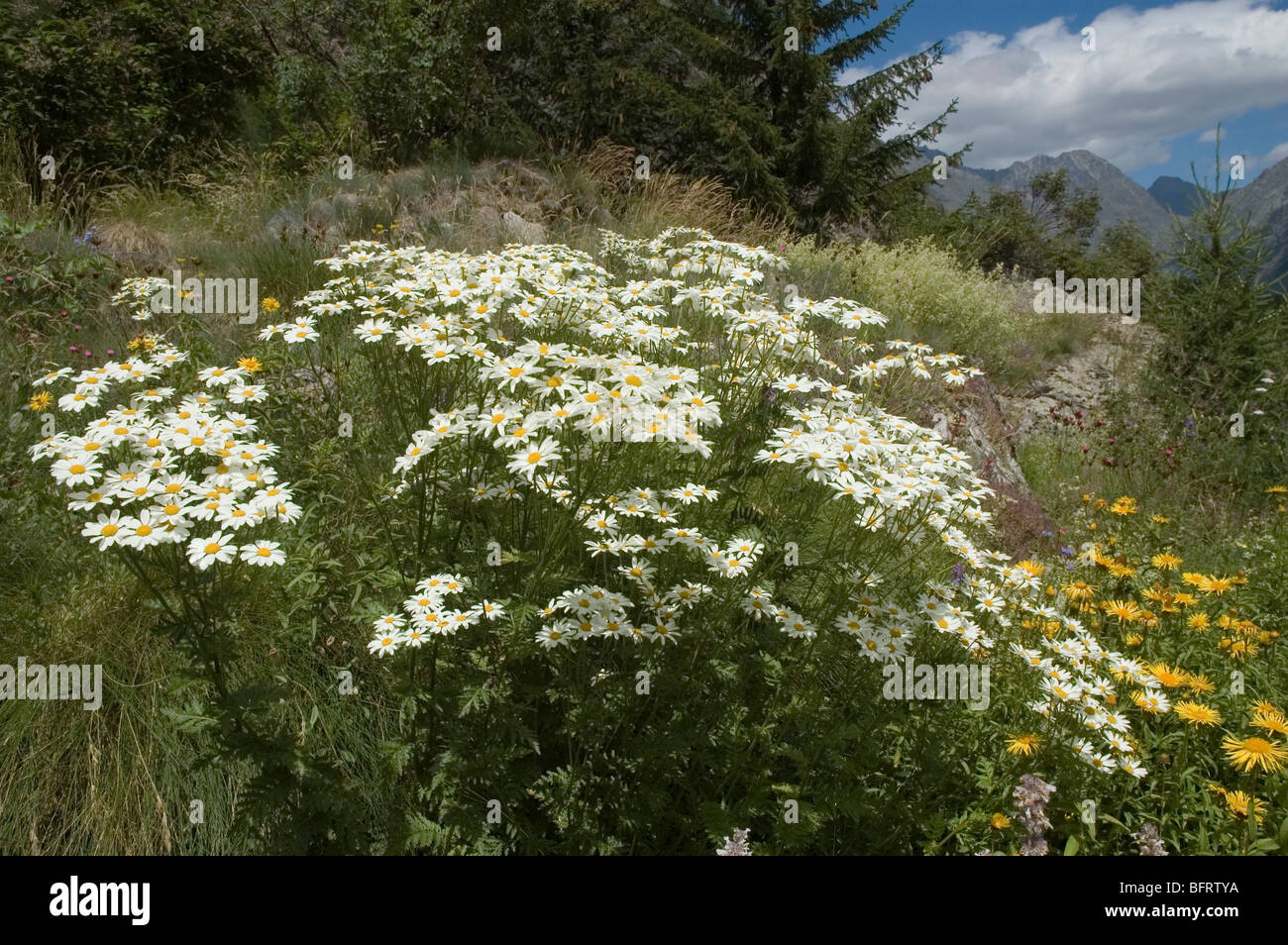 Tanacetum Corymbosum wächst im Parco Nazionale Gran Paradiso, Giardino Botanico Alpino Paradisia, Cogne, Aostatal, Italien Stockfoto