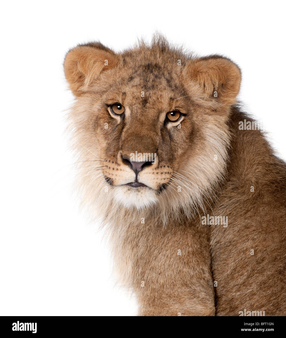Lion, Panthera Leo, 9 Monate alt, vor einem weißen Hintergrund, Studio gedreht Stockfoto
