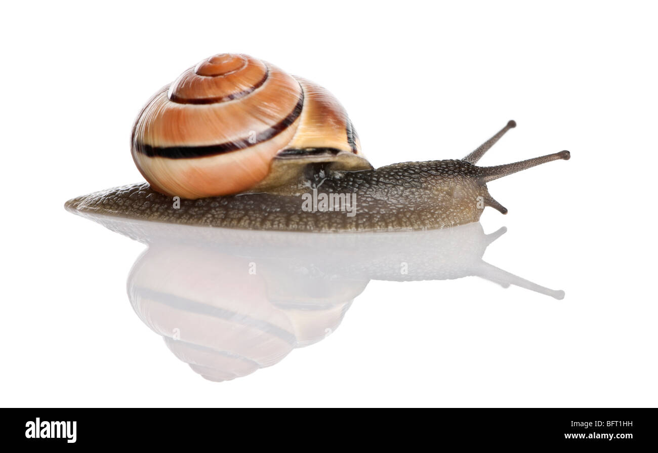 Garten Schnecke vor einem weißen Hintergrund, Studio gedreht Stockfoto