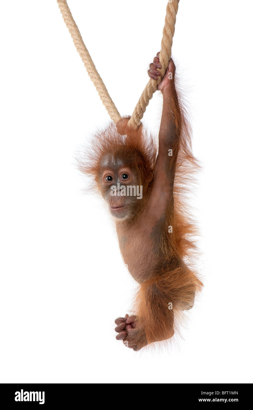 Baby Sumatra Orang-Utan hängen am Seil, 4 Monate alt, vor weißem Hintergrund Stockfoto
