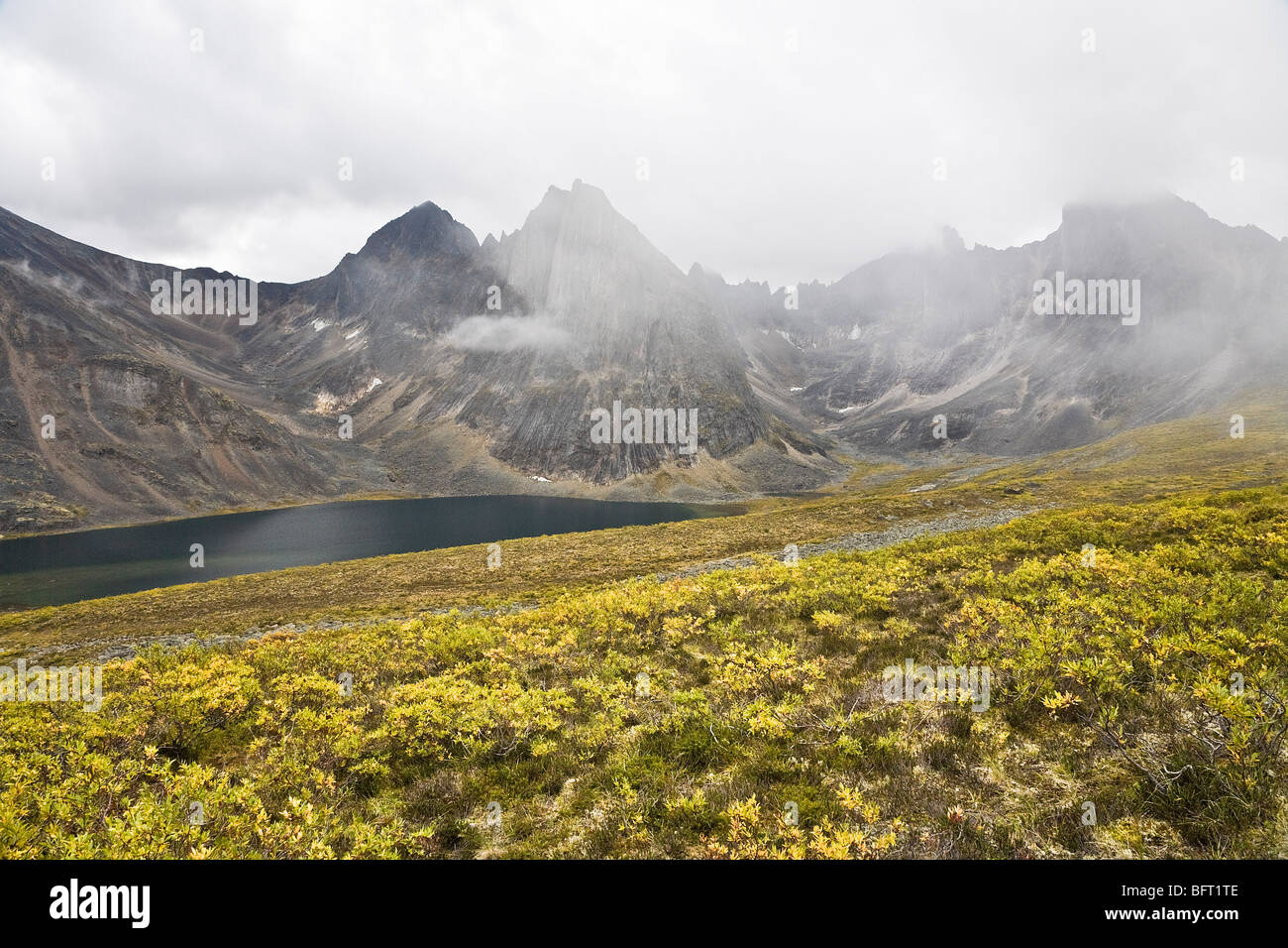 Weide, Sträucher, Divide Lake, Tombstone Territorial Park, Yukon, Kanada Stockfoto