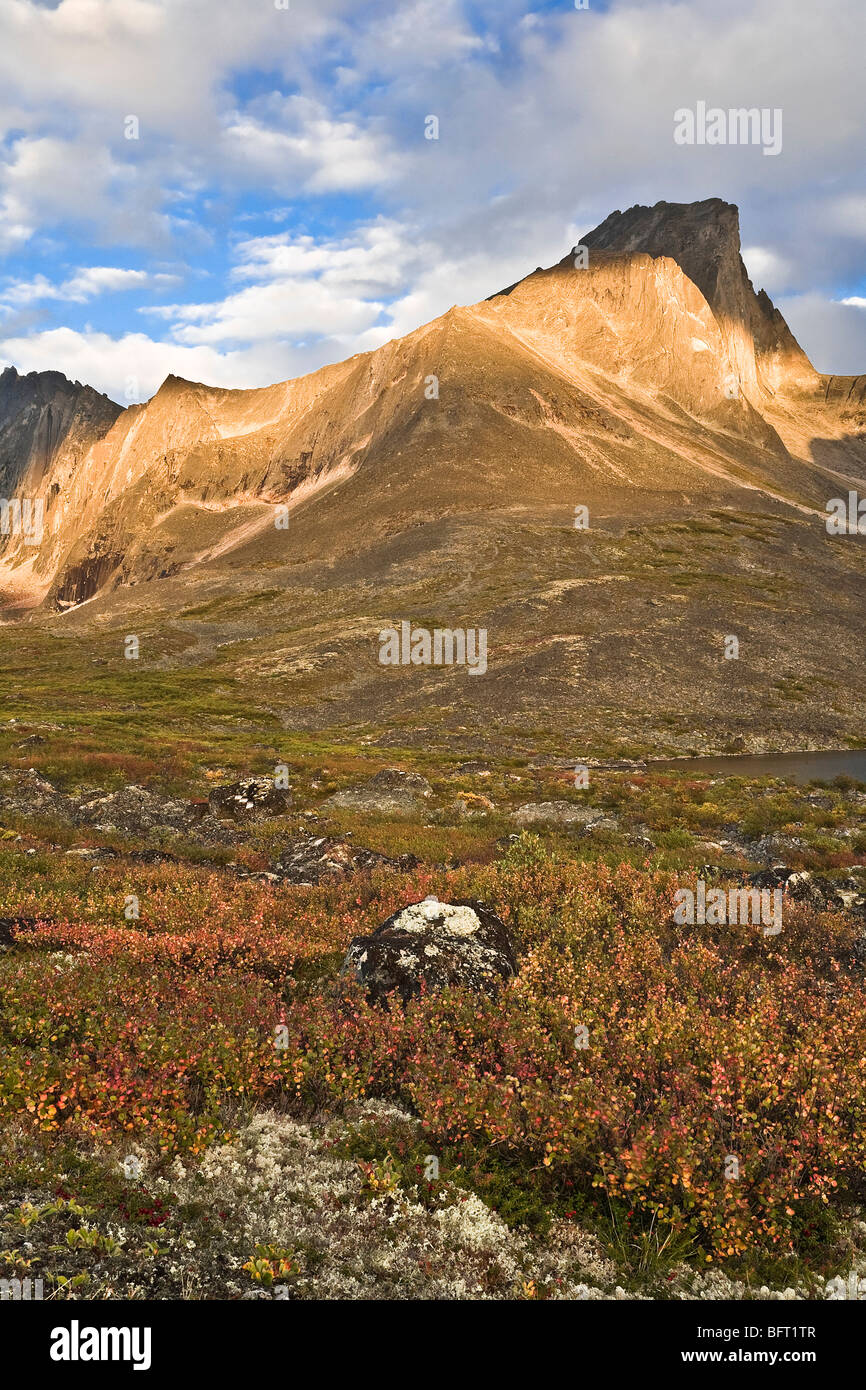 Heidelbeere Büsche, Tombstone Territorial Park, Yukon, Kanada Stockfoto