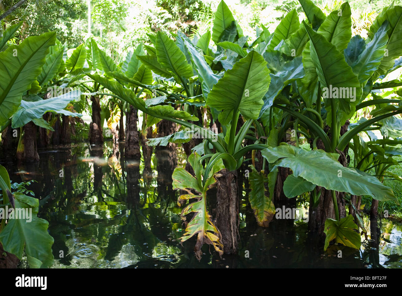 Botanische Gärten, Mauritius Stockfoto