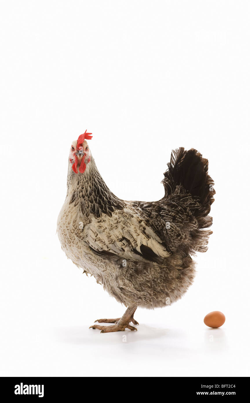 Huhn und Ei Stockfoto