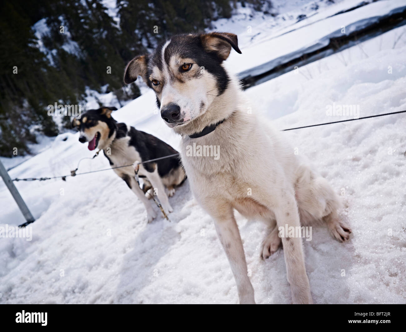 Schlittenhunde, Britisch-Kolumbien, Kanada Stockfoto