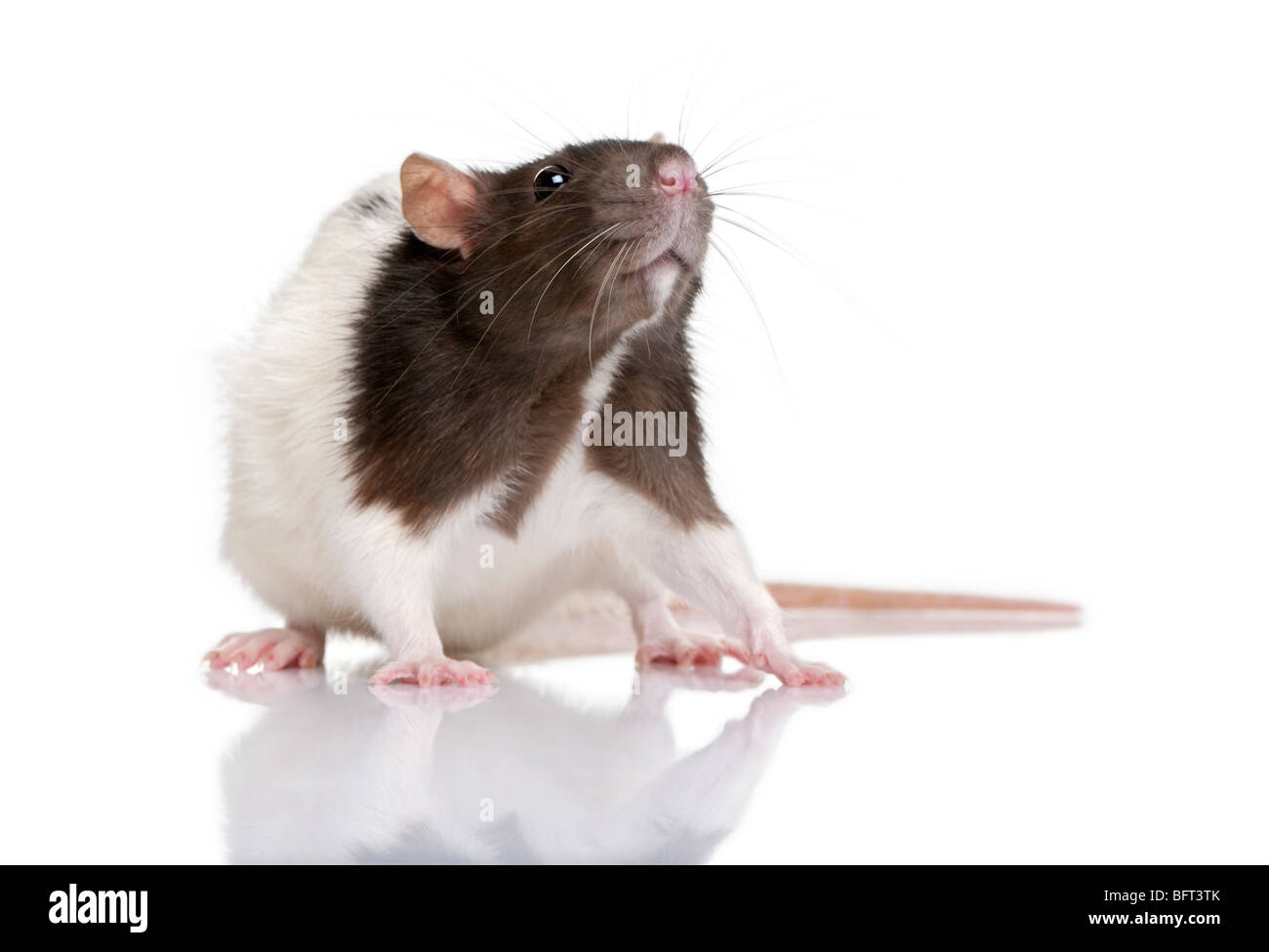 Ratte, 1 Jahr alt, steht man vor einem weißen Hintergrund, Studio gedreht Stockfoto