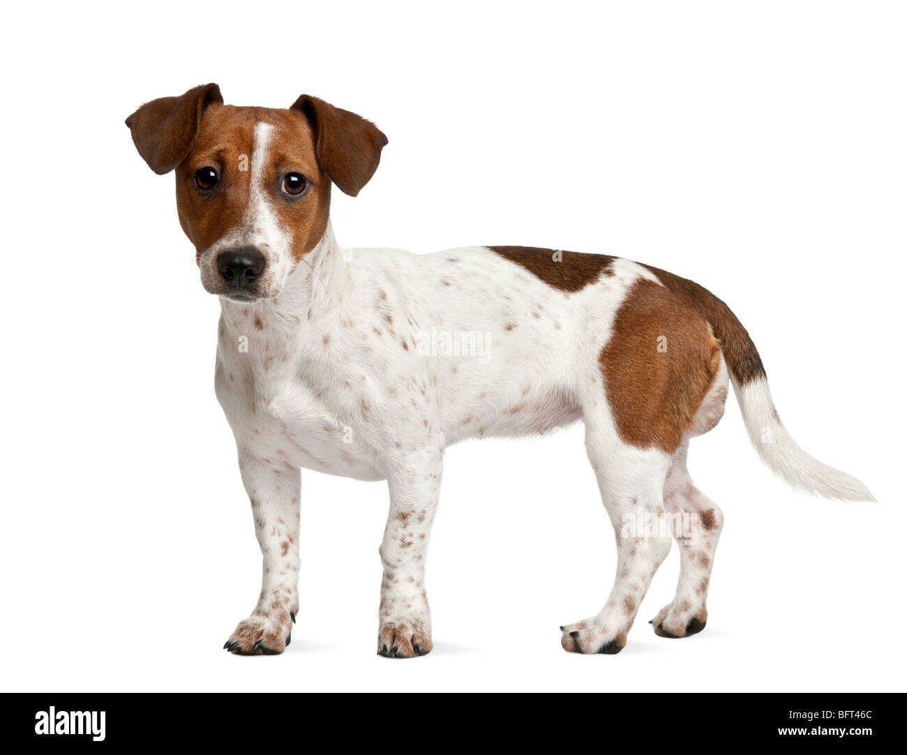 Jack Russell Terrier Welpen, 7 Monate alt, steht man vor einem weißen Hintergrund Stockfoto