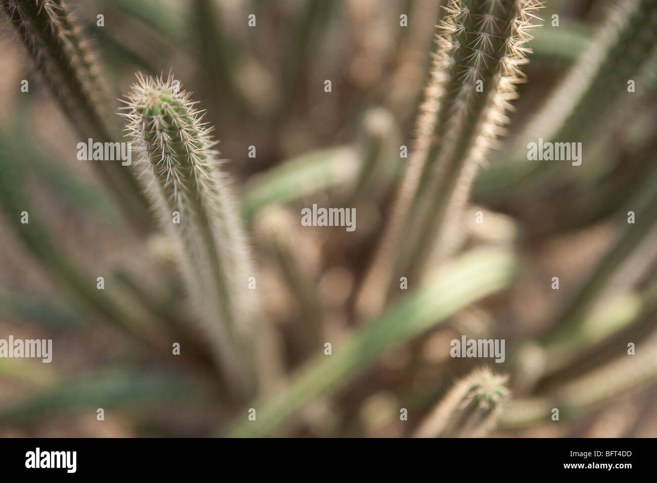 Kaktus, Brooklyn Botanical Gardens, New York City, New York, USA Stockfoto