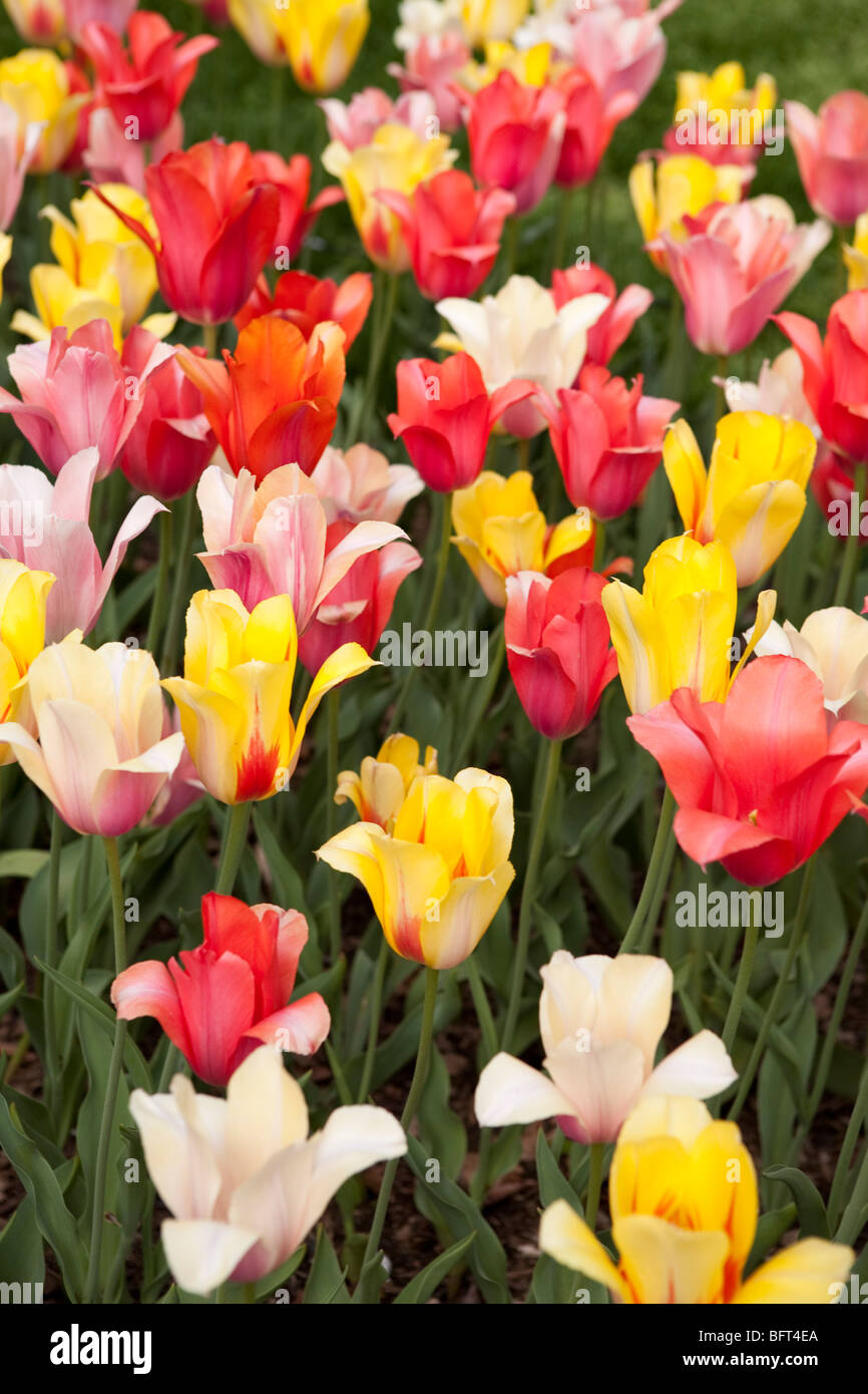 Tulpen, Brooklyn Botanical Gardens, New York City, New York, USA Stockfoto