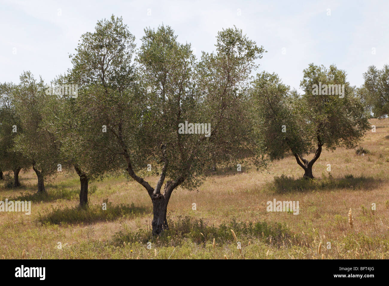 Olive Grove, Maremma, Toskana, Italien Stockfoto